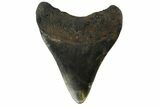 Fossil Megalodon Tooth - North Carolina #152989-1
